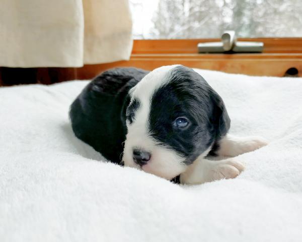 MIXボードゥードル：ミオ