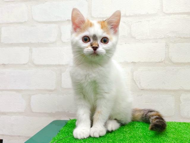 スコティッシュストレート