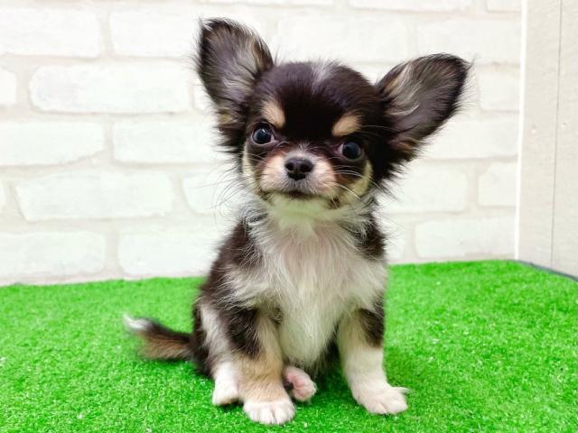 チワワ（ロングコート）