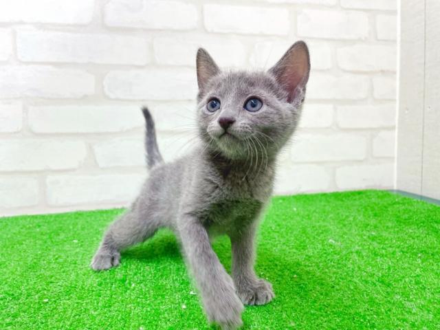 ロシアンブルー