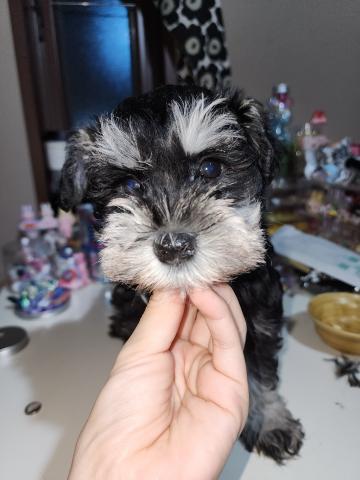 ミニチュアシュナウザー10COLORS10DOGS