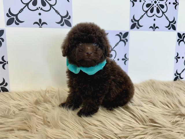 トイプードル成犬時2.0〜2.4kg予想