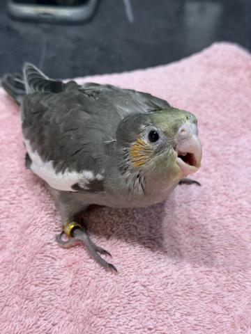 オカメインコ　ノーマル　男の子