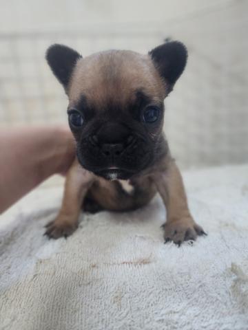 フレンチブルドッグ