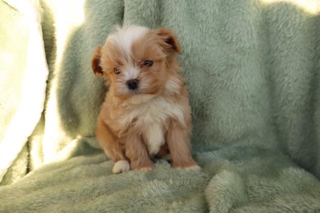 MIX小さくて可愛い❣️★表示価格は生体価格、ワクチン、マイクロチップ、生命、先天性病気保障、など諸費用全部含むの総額です！ ★ご来店お待ちしております。