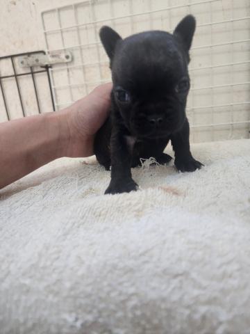 フレンチブルドッグ