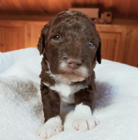 MIXボードゥードル：ポポ