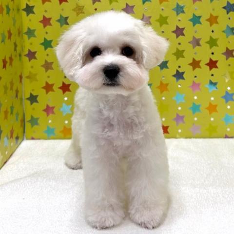 ビションフリーゼ