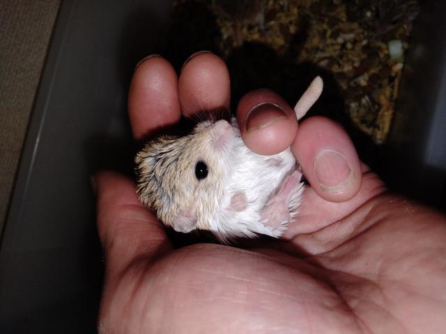 マカロニマウス