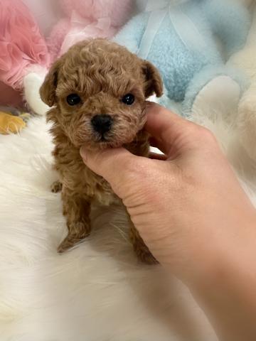 トイプードルタイニープードル