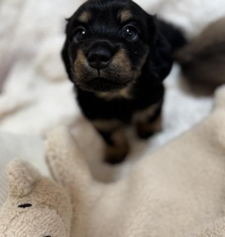 ミニチュアダックスフンド