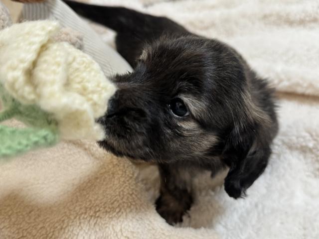 ミニチュアダックスフンド