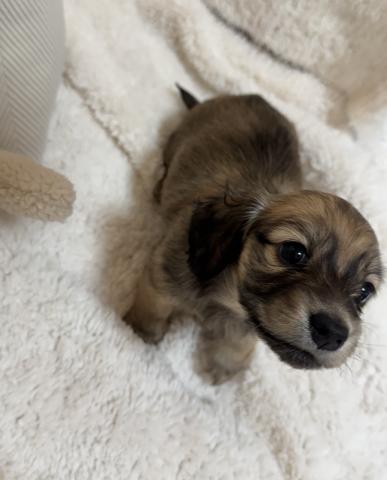 ミニチュアダックスフンド