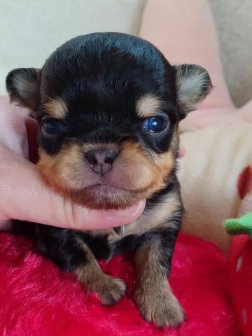 チワワ（ロングコート）