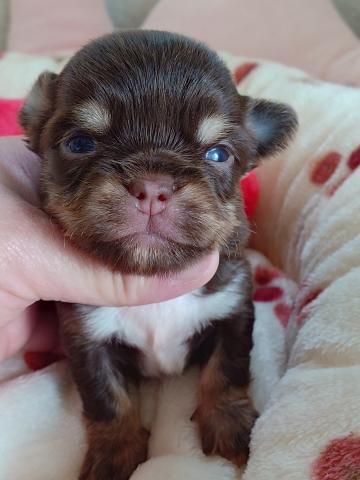 チワワ（ロングコート）