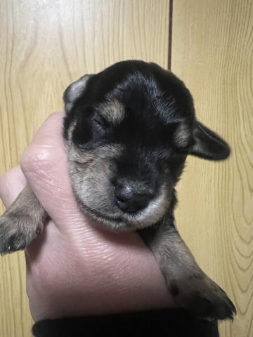 シュナックス(M・シュナウザーとM・ダックスフントのミックス)