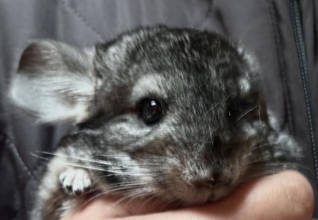 チンチラ (スタンダードグレー)