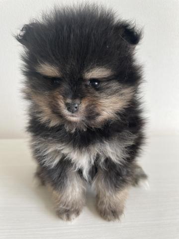 ポメラニアン