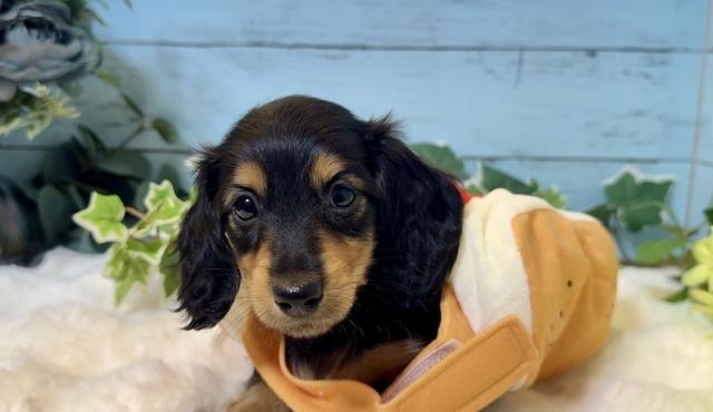 🩷可愛いお顔のベビーちゃん🩷092