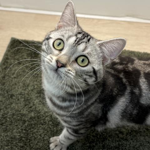 アメリカンショートヘアー