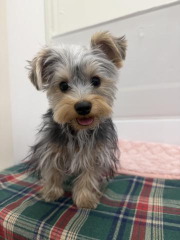 ヨークシャーテリア