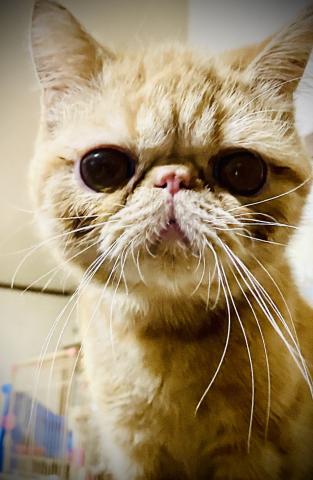 エキゾチックショートヘアー