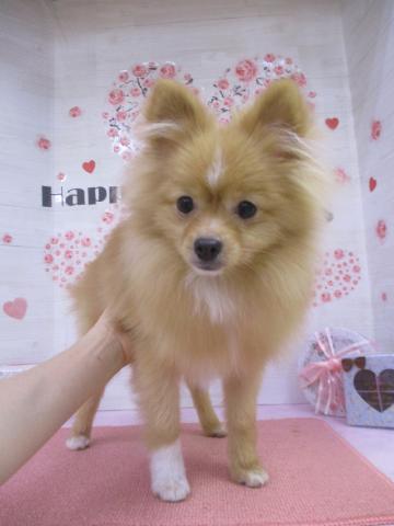 ポメラニアン