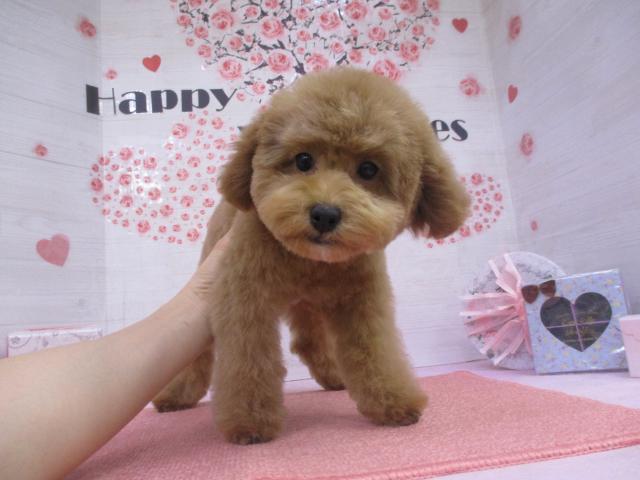 タイニープードル