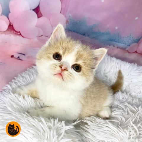 スコティッシュフォールド