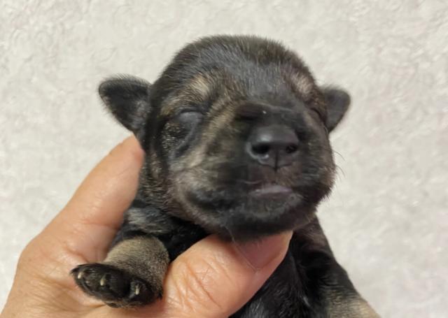 ミニチュアシュナウザー