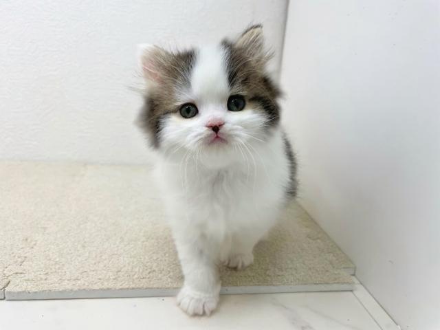 ☁ふわふわ☁スコティッシュフォールドの男の子