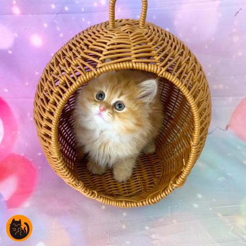 スコティッシュフォールド