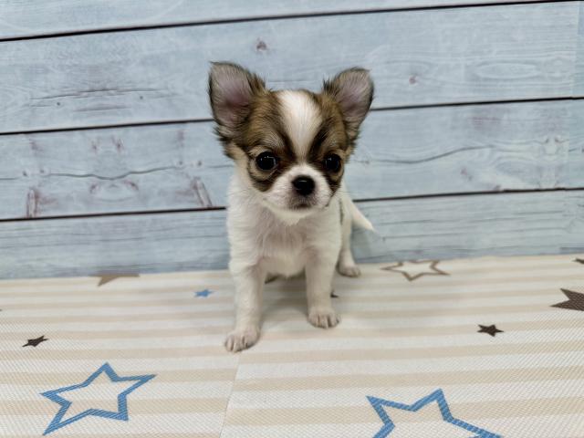 チワワ(ロングコート)