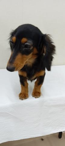 フワフワの耳の飾り毛がとってもかわいい女の子です🩷