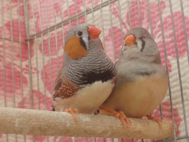 ジャンボキンカチョウ 若ペア (^_-)-☆