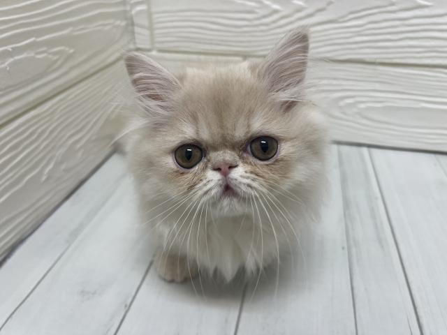 ミヌエット(旧ナポレオン)