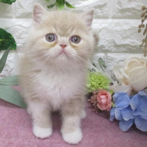 エキゾチックショートヘアー