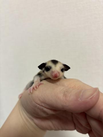 モザイクhetプラチナ