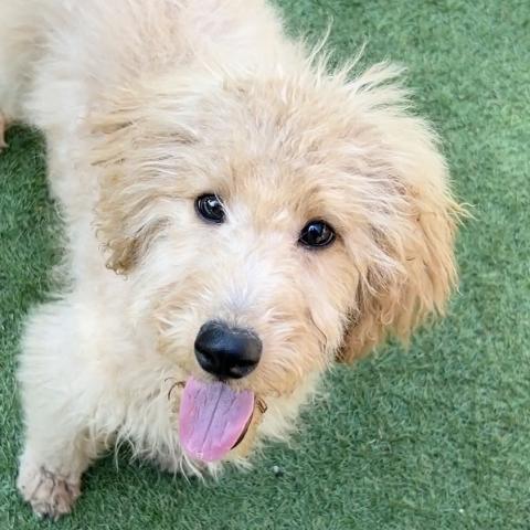 MIXラブラドゥードルF1b2