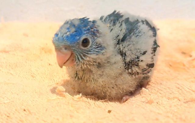 サザナミインコ　コバルト