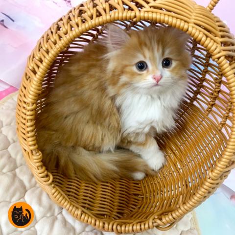 スコティッシュフォールド