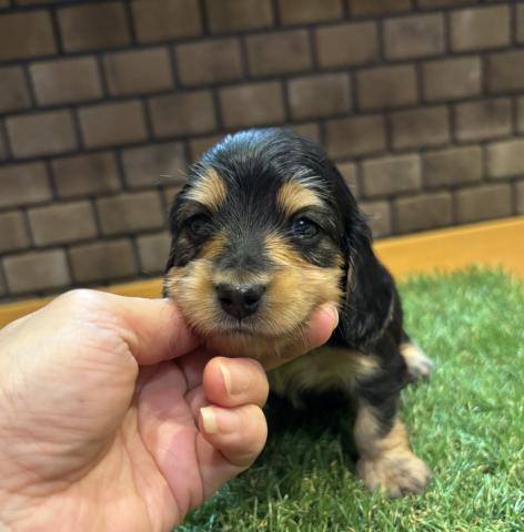 カニンヘンダックスフンド