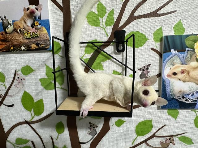 ルビープラチナorクリミノモザイクhetリューシ　男の子