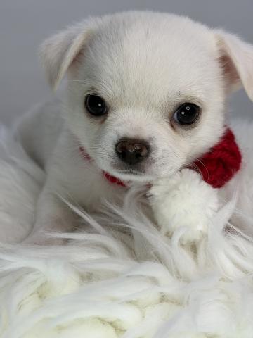 チワワ（スムースコート）