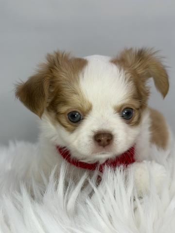 チワワ（ロングコート）