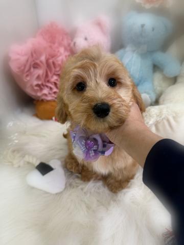 MIXダップー（ダックスフンド×トイプードル）