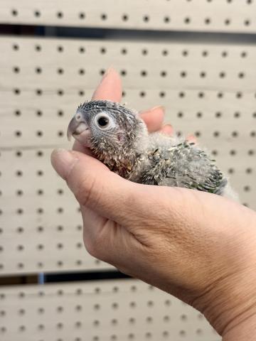 ワキコガネウロコインコ 025