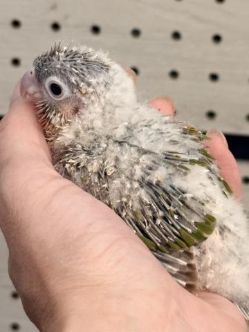 ウロコインコ パイナップル 026