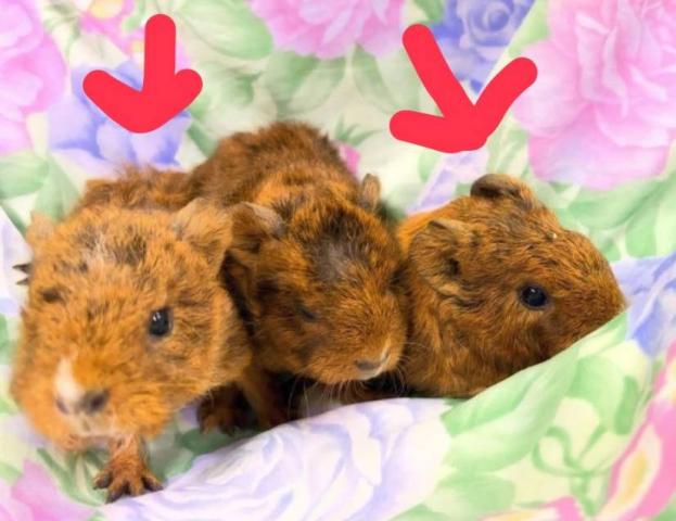 テディモルモット