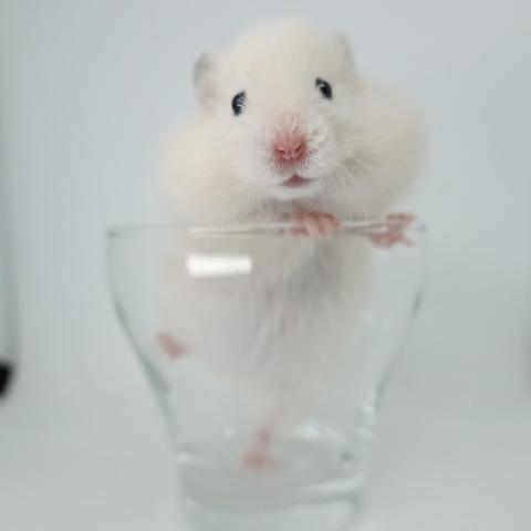 シリアンハムスター(クリーム長毛)